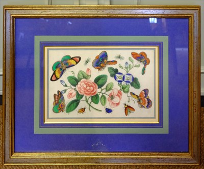 Lot 50 - Chinese Export School. Studies of butterflies, insects and flowers, 19th century