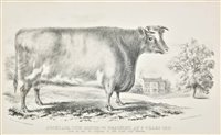 Lot 284 - Cattle