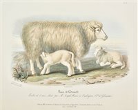 Lot 294 - Domestic animals.