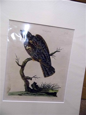 Lot 337 - Pennant (Thomas), Etchings of Birds