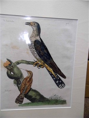 Lot 337 - Pennant (Thomas), Etchings of Birds