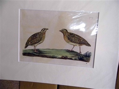 Lot 337 - Pennant (Thomas), Etchings of Birds