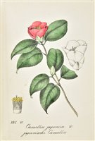 Lot 193 - Labram (Johan David). Sammlung von Zierpflanzen nach der Natur..., circa 1835