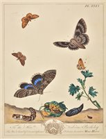 Lot 283 - Butterflies, moths, spiders and bats