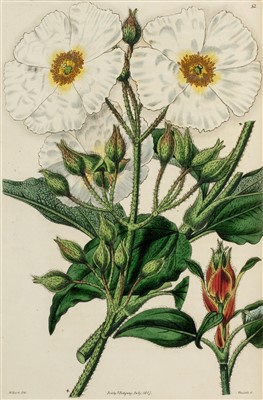 Lot 365 - Sweet (Robert). Cistineae, 1825-1830