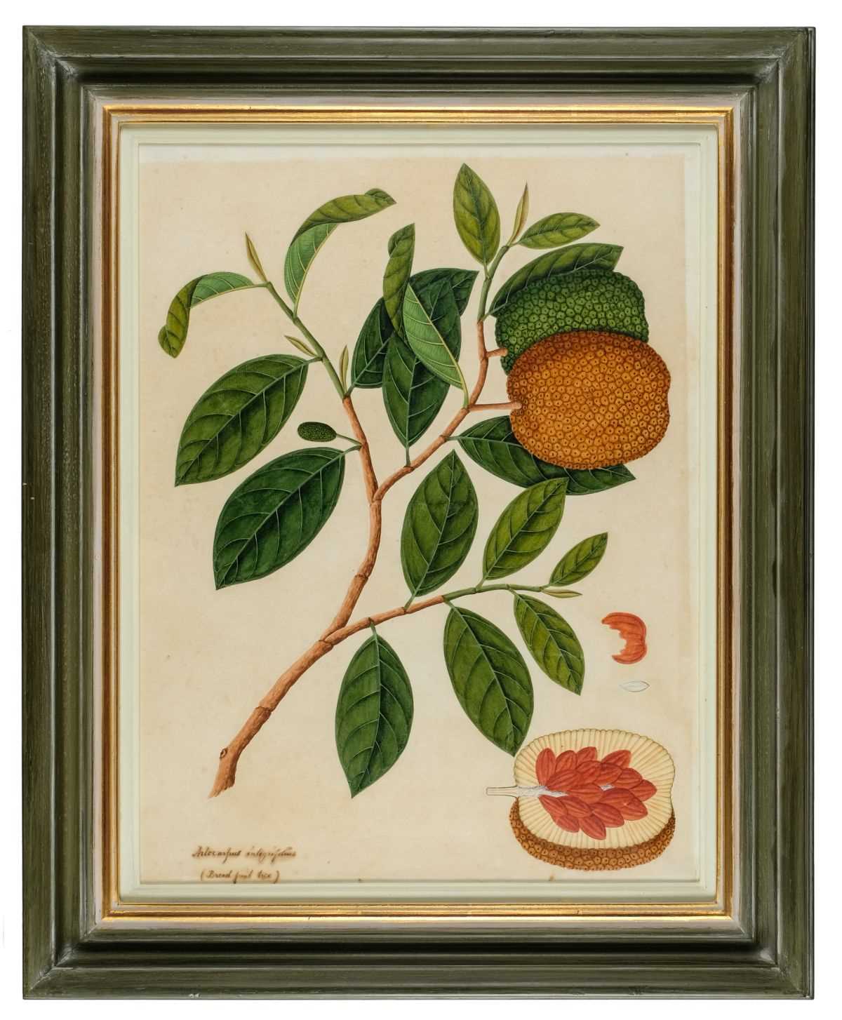 Lot 406 - Company School. Artocarpus integrifolius (Bread fruit tree), circa 1815-20