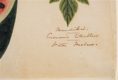 Lot 409 - Company School. Mandikai Cucumis Citrullus, Water Melon, circa 1825