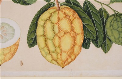 Lot 407 - Company School. Citrus Aurantium (Citron), circa 1815-1820