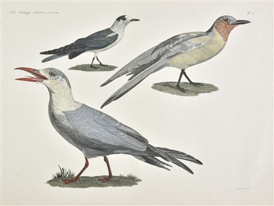 Lot 196 - Birds. Mixed collection of approximately 150 prints, 18th & 19th century