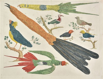 Lot 195 - Birds. Mixed collection of approximately 130 prints & engravings, 18th & 19th century