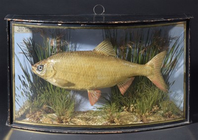 Lot 119 - Taxidermy.