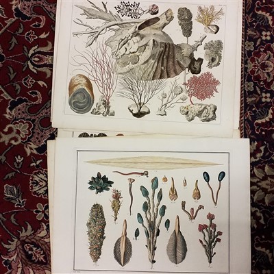 Lot 200 - Conchology. Approximately 60 prints and engravings, 18th & 19th century
