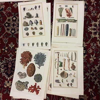 Lot 200 - Conchology. Approximately 60 prints and engravings, 18th & 19th century