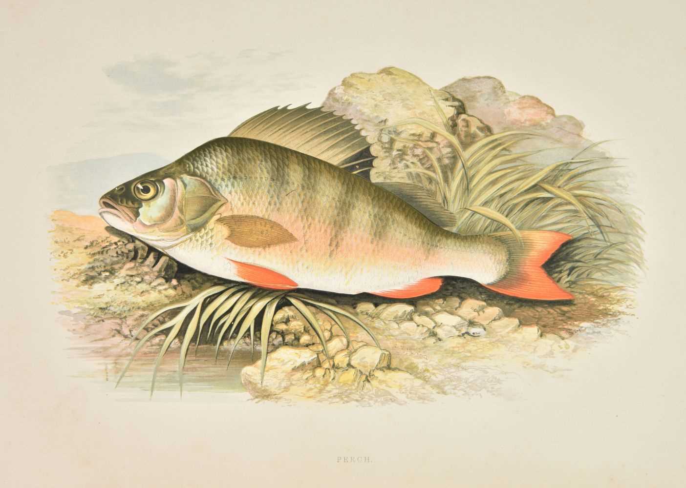 Lot 125 - Houghton (William). British Fresh-Water Fishes, 2 volumes, 1st edition, 1879