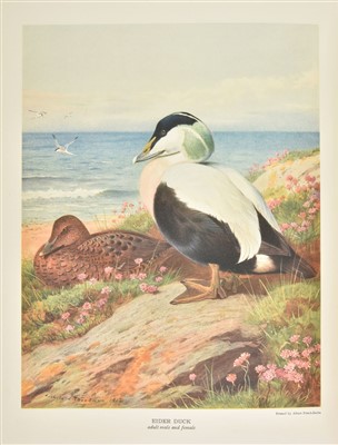 Lot 133 - Millais (John Guille). British Diving Ducks, 1st edition, 1913