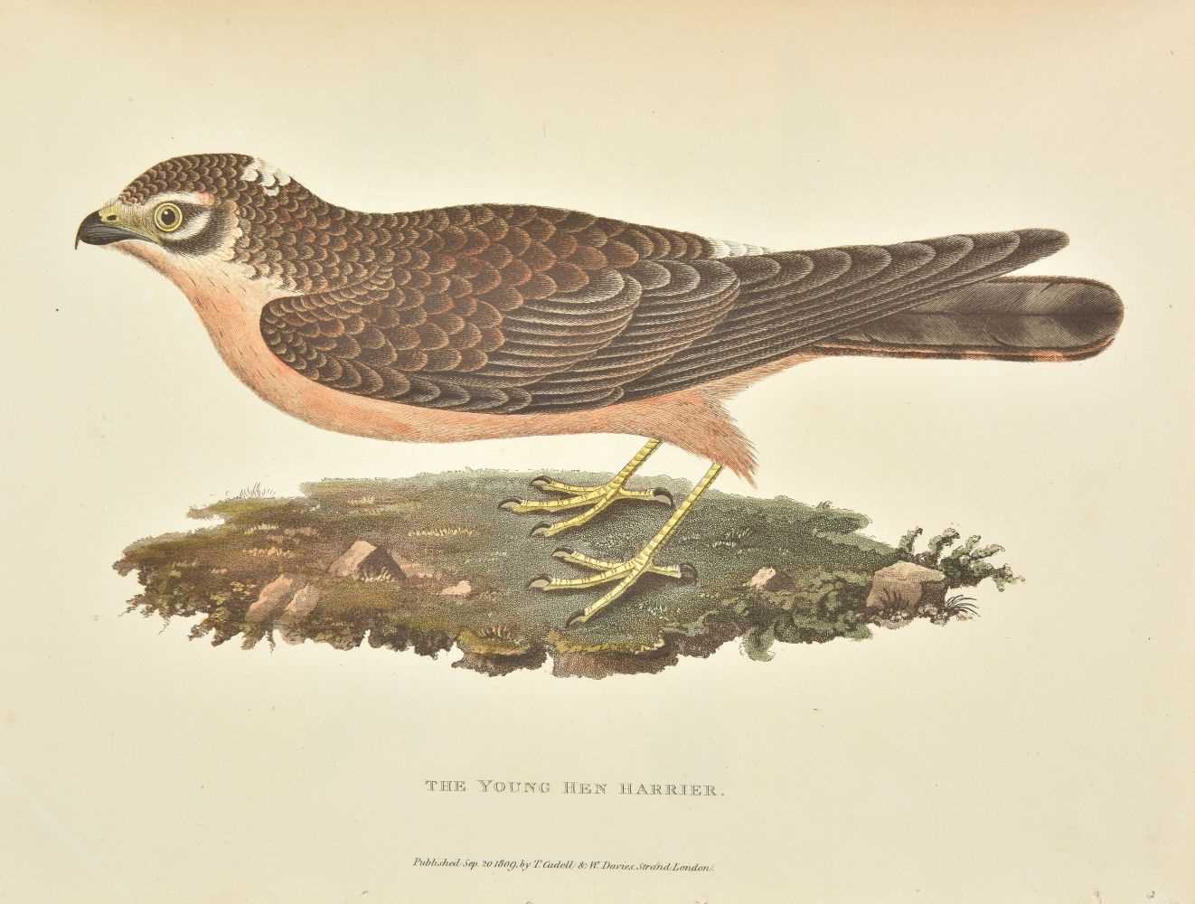Lot 113 - Tucker (Andrew G. C.). Ornithologia Danmoniensis, 1st edition, 1809