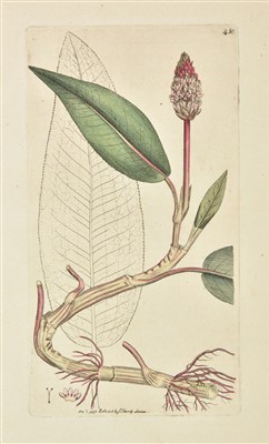 Lot 228 - Sowerby (James). English Botany, 1815