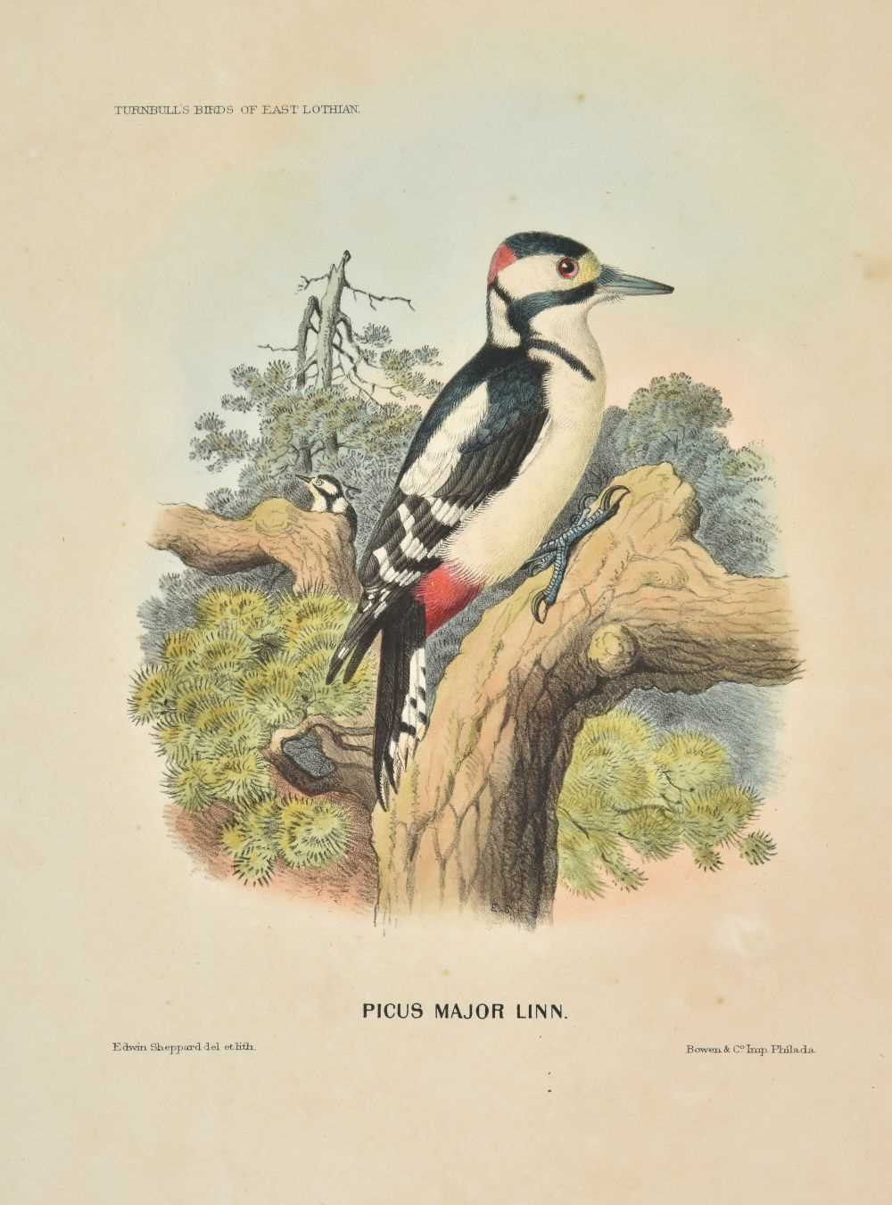 Lot 114 - Turnbull (William P.). The Birds of East Lothian, 1st edition, large-paper issue, 1867