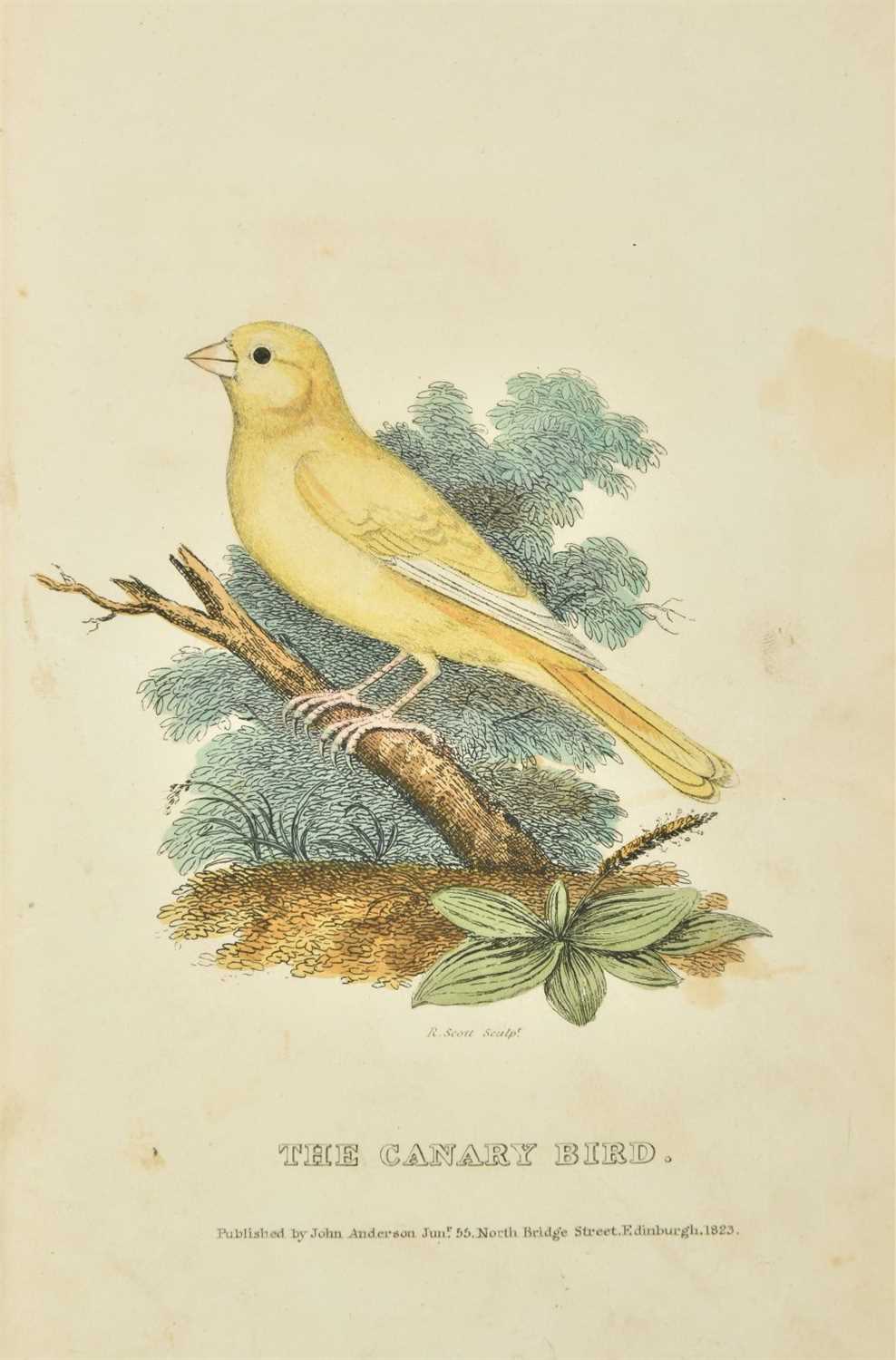 Lot 110 - Syme (Patrick). A Treatise on British Song-Birds, 1st edition, 1823