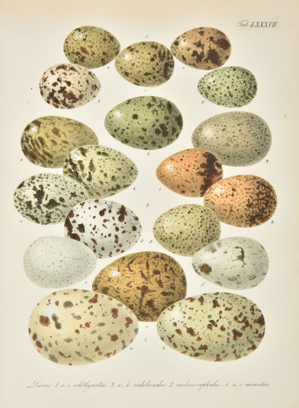 Lot 111 Thienemann (Friedrich August Ludgwig).