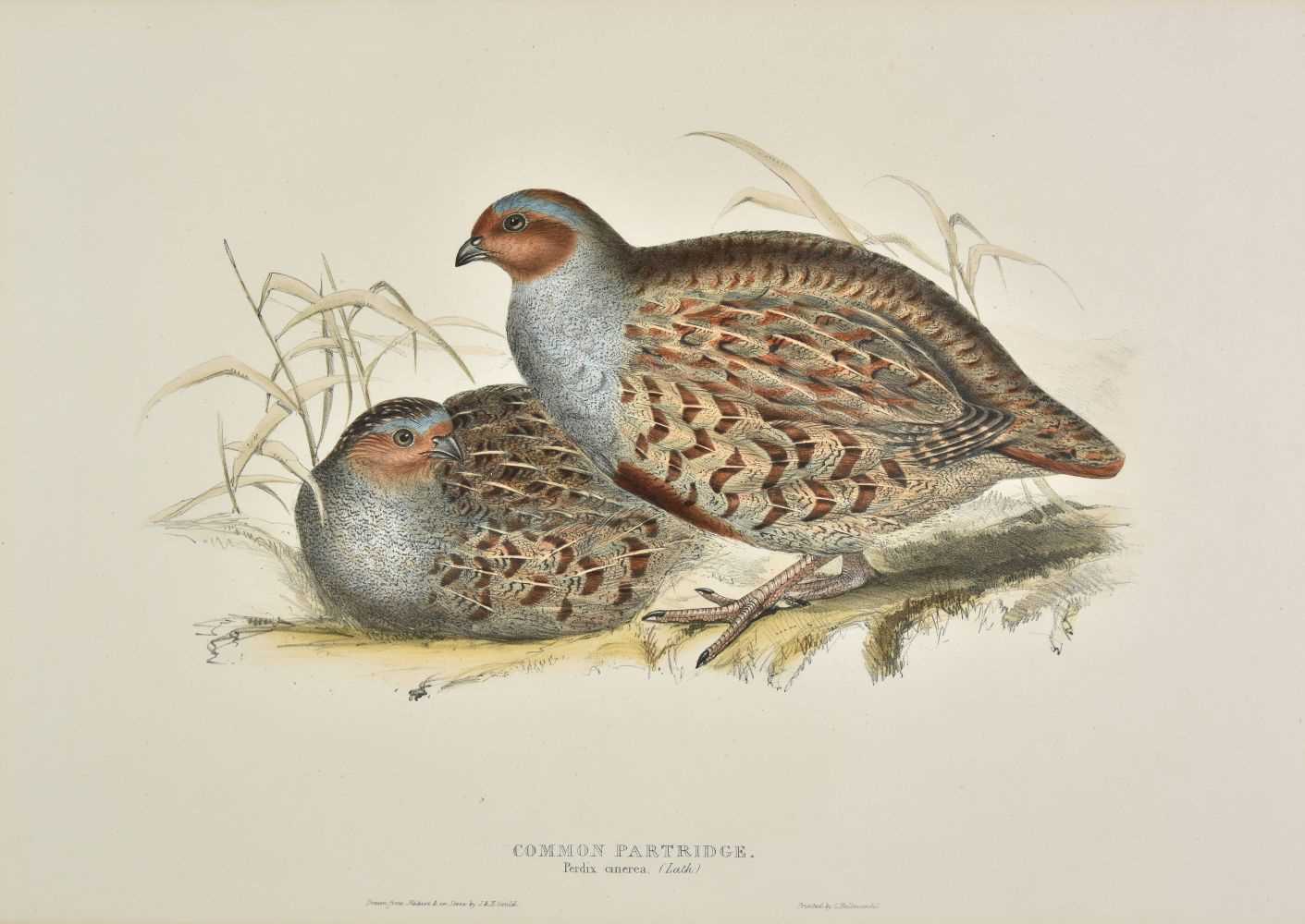 Lot 211 - Gould (John). Common Partridge [and others], 1832-7