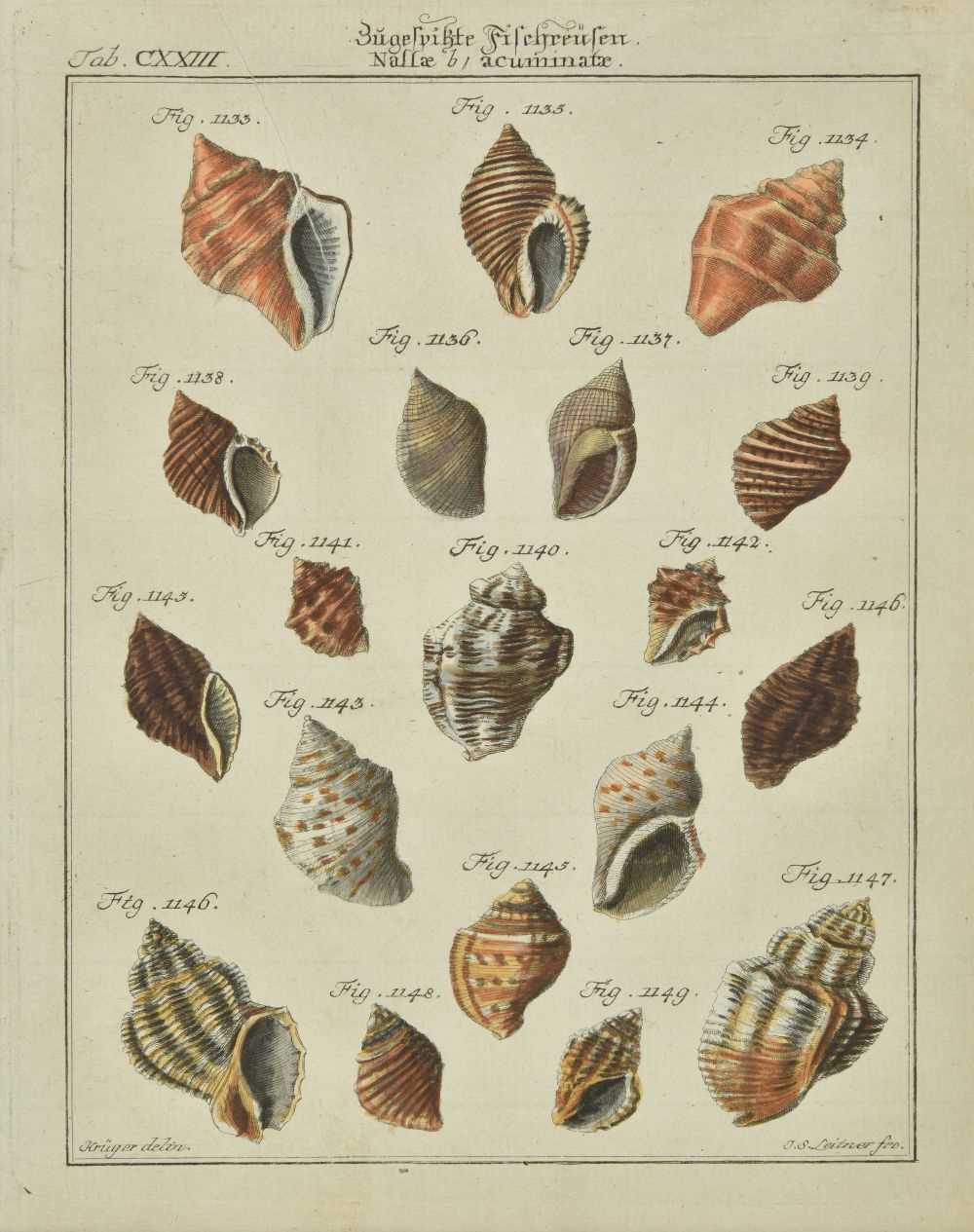 Lot 227 - Shells. Martini (Friedrich Heinrich & Chemnitz Johann Hieronymus), 1769-95
