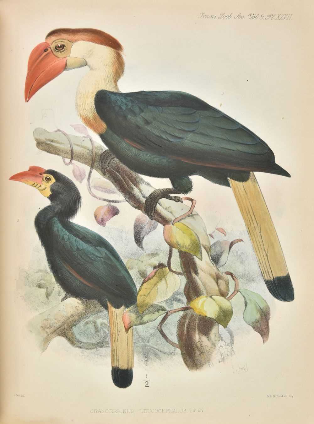 Lot 78 - Hay (Arthur, 9th Marquess of Tweeddale). Ornithological Works, 1st edition, 1881