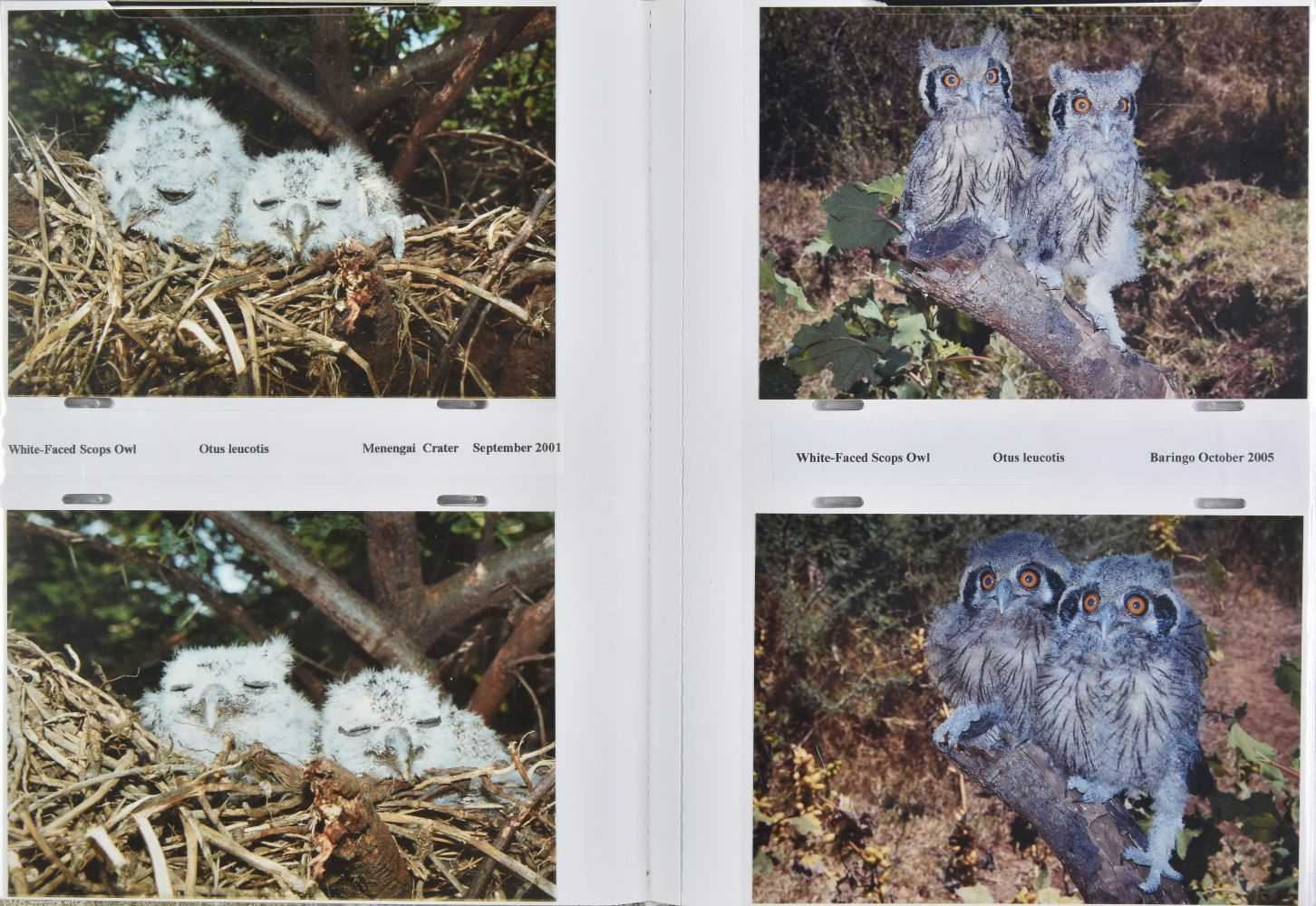 Lot 118 - Avian photography. 5000 original photographs of Kenyan avifauna, 1991-2007