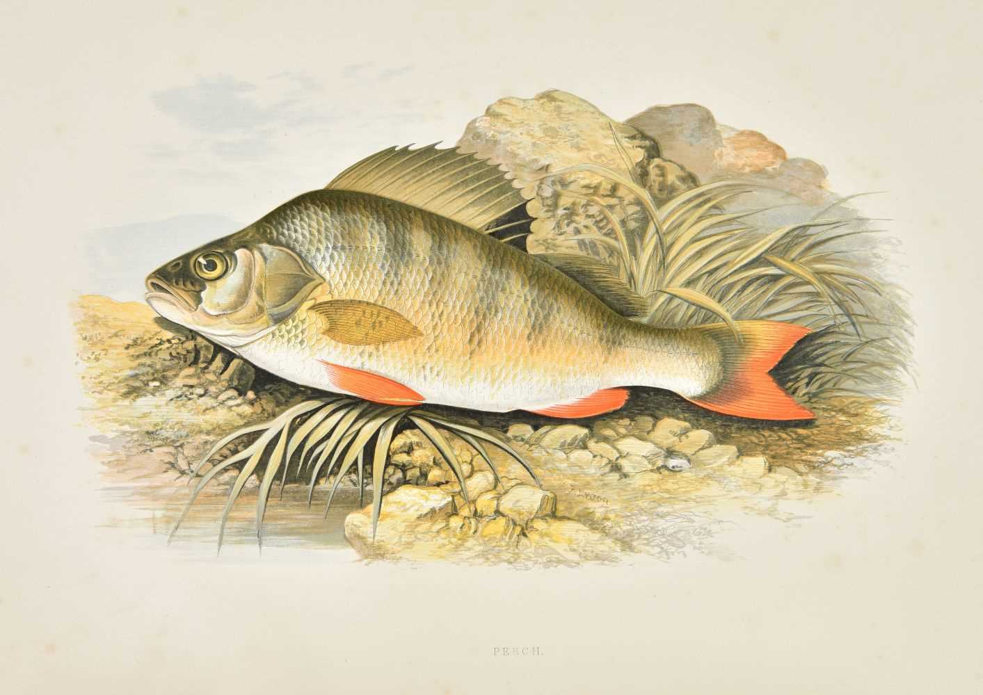 Lot 70 - Houghton (Rev. W.). British Fresh-Water Fishes, 1879