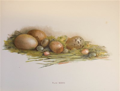Lot 156 - Yeats, Elizabeth Corbet. Brushwork Studies of Flowers, Fruit, and Animals..., 1898
