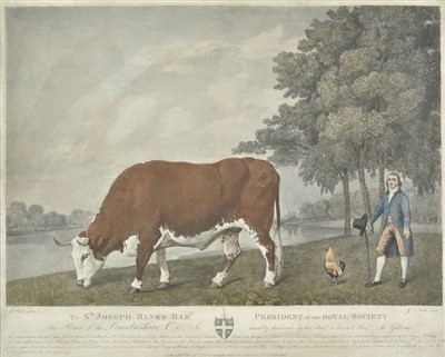 Lot 181 - Stubbs (George Townly)...., Lincolnshire Ox, 1789