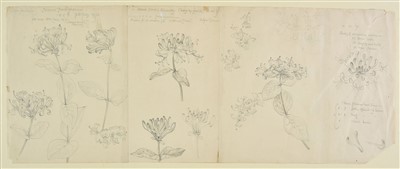 Lot 362 - Tanner (Robin, 1904-1988). Studies of Honeysuckle, 1970-71