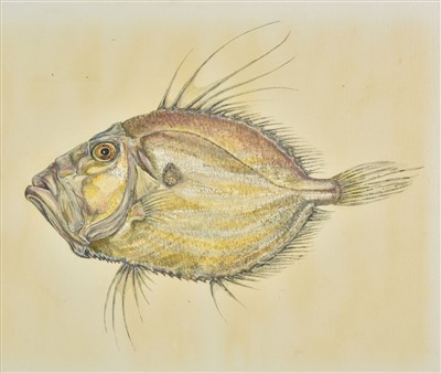Lot 189 - Fish. Three watercolours, late 20th century