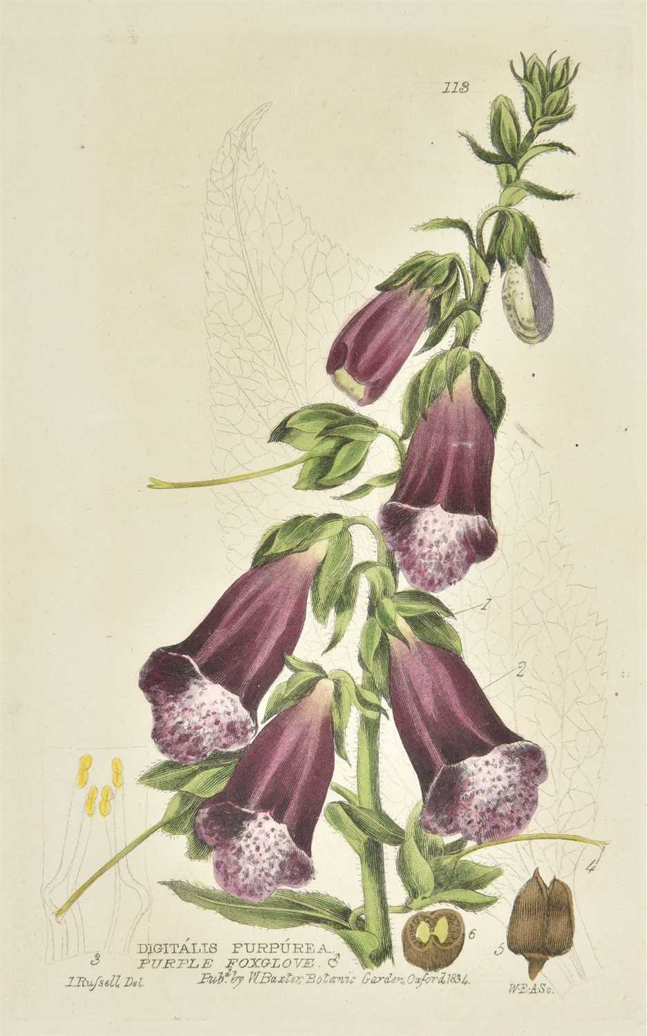 Lot 65 - Baxter (William). British Phaenogamous Botany, 6 volumes, Oxford, 1834-1843