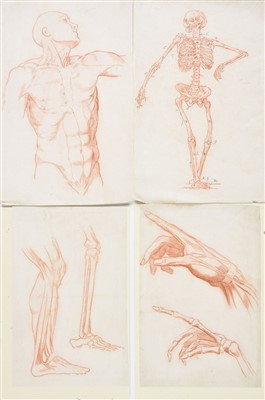 Lot 180 - Artistic Anatomy. 27 finely drawn studies of the human anatomy, circa 1900