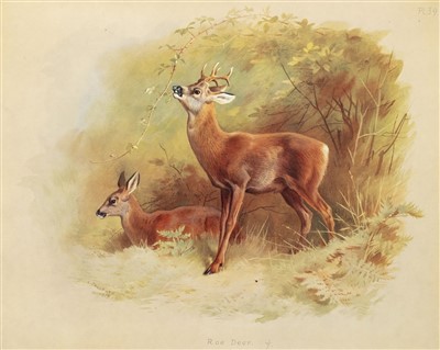 Lot 112 - Thorburn (Archibald). British Mammals, 2 volumes (bound in one), 1st edition, 1920 - 21