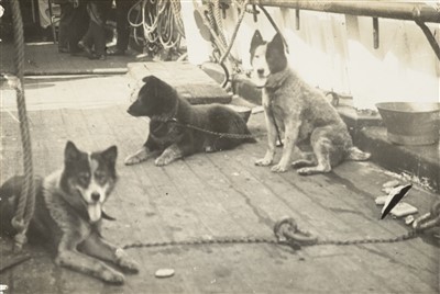 Lot 182 - Antarctica. Terra Nova Expedition, 1910-1913. A group of four real photo postcards, circa 1913