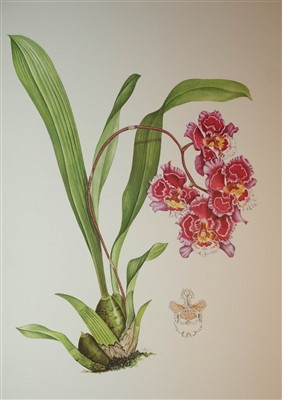 Lot 84 - Hunt (P. Francis and Grierson, Mary A.). Orchidaceae, 1973