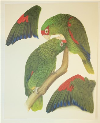Lot 146 - Butterworth (Elizabeth, illustrator). Amazon Parrots, Text by Rosemary Low, The Basilisk Press, 1983