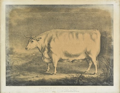 Lot 160 - Davis (William Henry). Isle of Ely Prize Ox, circa 1828