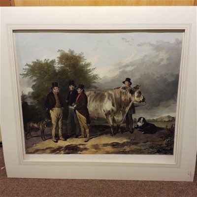 Lot 166 - Gauci (M., lithographer). Portrait of a Shorthorned Bull, circa 1836