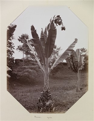 Lot 35 - Ceylon. Scowen & Co. A group of 6 botanical studies, c. 1880
