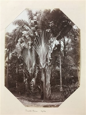 Lot 37 - Ceylon. Scowen & Co. A group of 8 tree studies, c. 1880