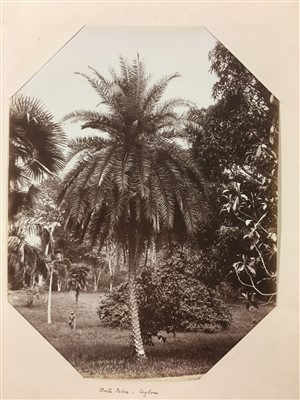 Lot 37 - Ceylon. Scowen & Co. A group of 8 tree studies, c. 1880
