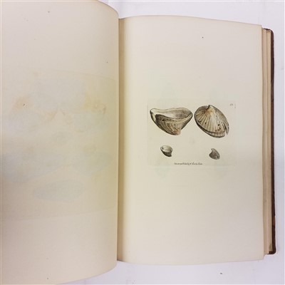 Lot 110 - Sowerby (James). The Mineral Conchology of Great Britain, 6 volumes, 1812-29