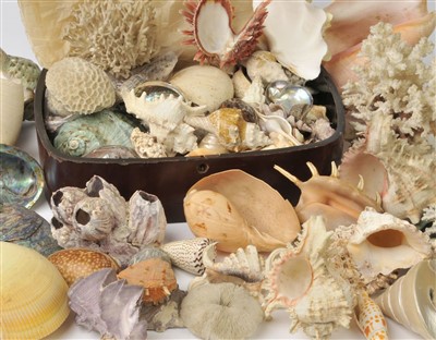 Lot 291 - Seashells. A collection of mixed seashells, coral and fossils