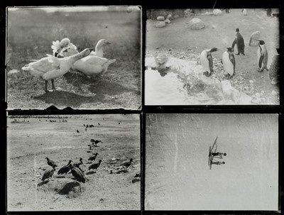 Lot 243 - Munkacsi (Martin, 1896-1963). A sheet of four contact prints, circa 1930s, printed circa 1960