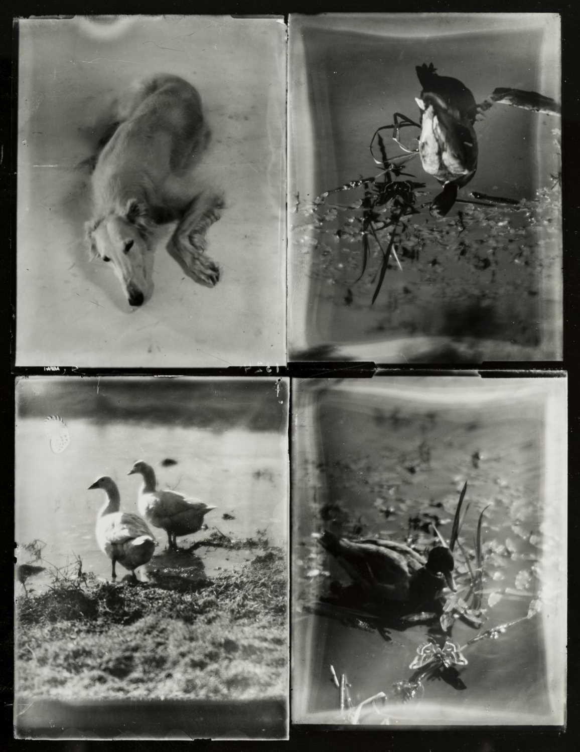 Lot 248 - Munkacsi (Martin, 1896-1963). Four contact prints on one sheet, circa 1930s, printed circa 1960