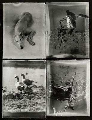 Lot 248 - Munkacsi (Martin, 1896-1963). Four contact prints on one sheet, circa 1930s, printed circa 1960