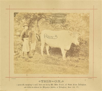 Lot 174 - Photograph of an Ox, 1887